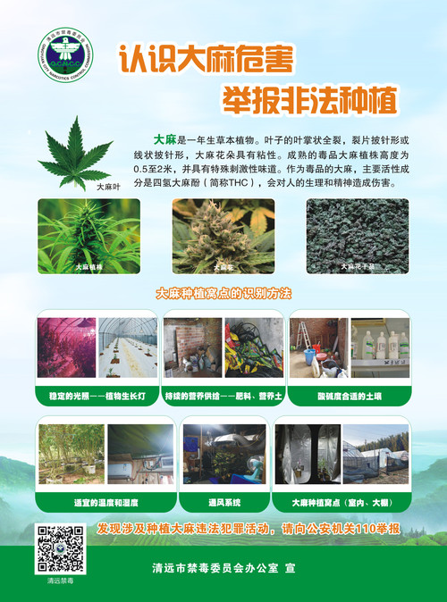 大麻（高清）.jpg